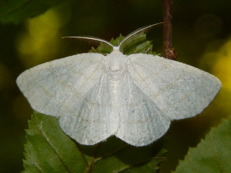 Geometridae da confermare e ID